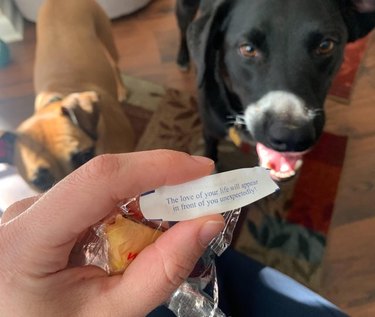 Two dogs and a fortune from cookie that says "The love of your life will appear in front of you unexpectedly."