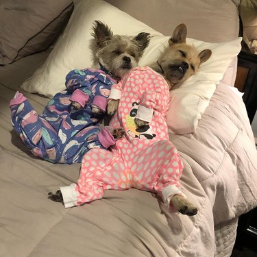 dogs sleeping in pajamas