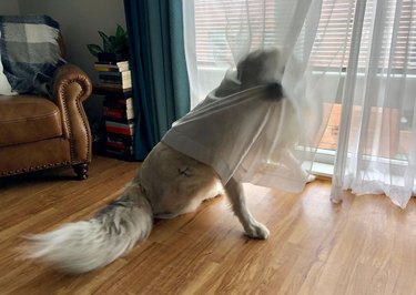 Dog sitting behind sheer curtain where she is perfectly visible