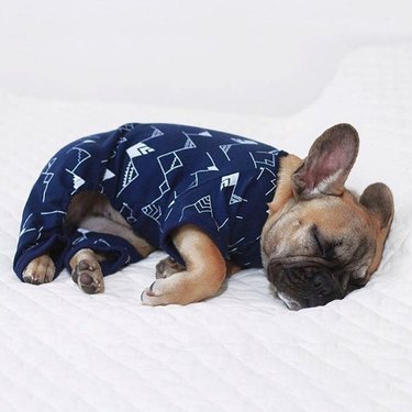 dog sleeping in pajamas