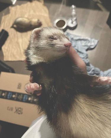 sleeping ferret