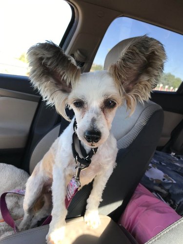 Dog with enormous fluffy ears that looks like a bunny, in a car