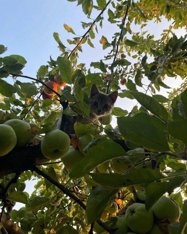 A kitten perches on a branch in a fruit tree, looking down at the camera.