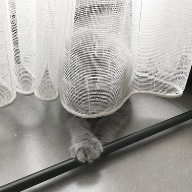 cat hiding behind curtain