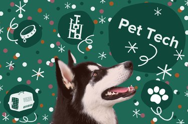 Husky on green background with green circles and confetti around them. Above them is the text "pet tech"