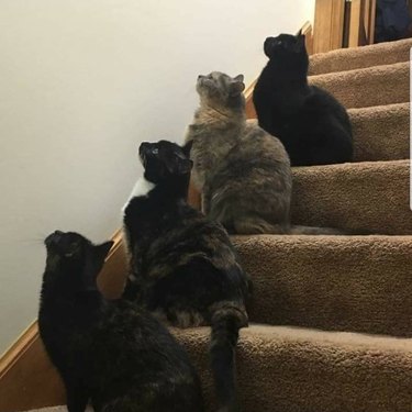 Four cats sit next to each other on a set of stairs. Each cat sits on the stair above the other cat so they are all in a line. All four cats are staring up at a bug on the ceiling.