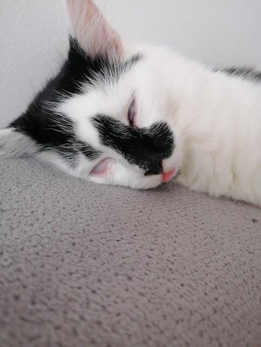 black and white kitten sleeping with eyes partly open and tongue out