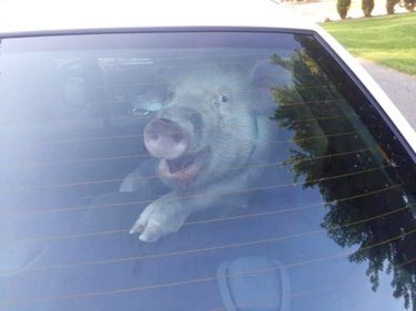 pig defecates in cop car