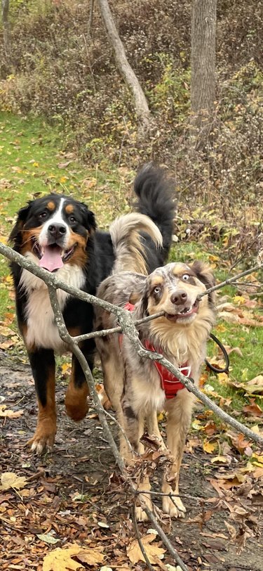Two dogs with a large stick in the woods