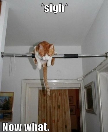 Cat balanced on pull-up bar.