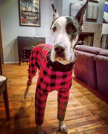 great dane dog in pajamas
