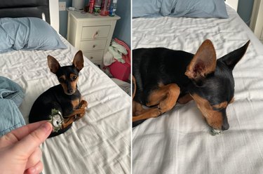 Dog with eye torn from dog toy