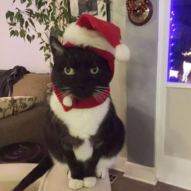 Cat in Santa hat and scarf