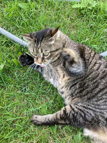 A cat is lying on their side in the grass with their front paws outstretched and their tongue sticking out.