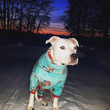 pitbull in pajamas