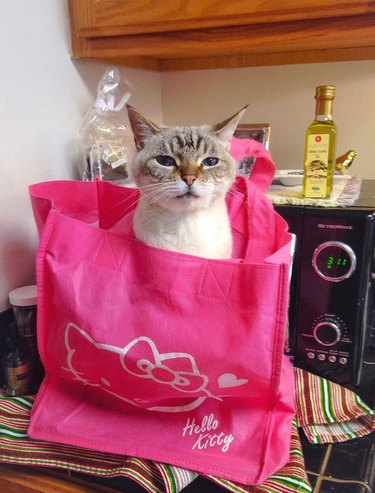 Cat sitting in pink grocery bag looking angry