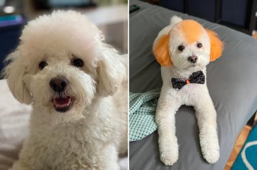 Before and after of dog with funny haircut and orange dye job