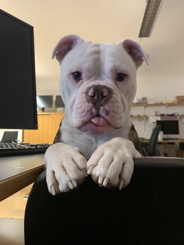 american bulldog sitting with paws on back of office chair