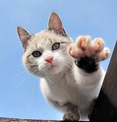 Reaching Cat