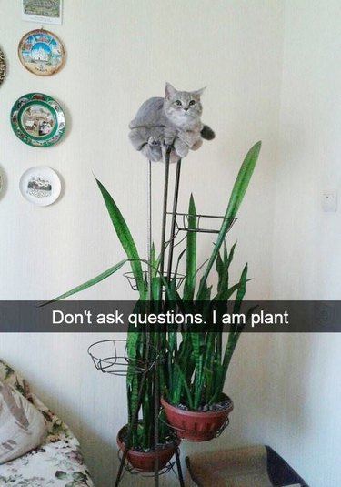 cat sleeping on plant holder