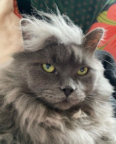 cat with ridiculous hair cut