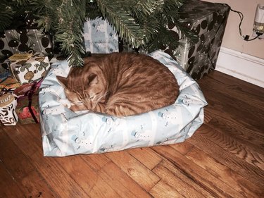 cat sleeping on wrapped Christmas present