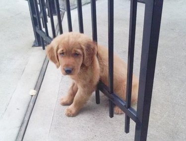 puppy stuck in gate