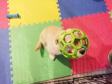 Puppy with head stuck in green ball.