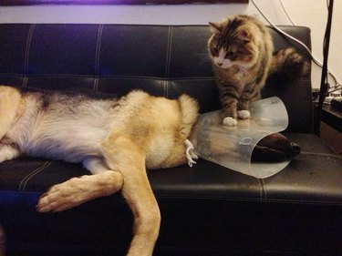 cat steps on dog's cone of shame