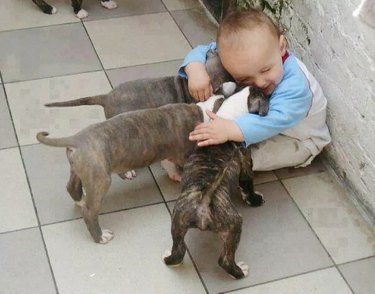 child cuddles pitbull puppies