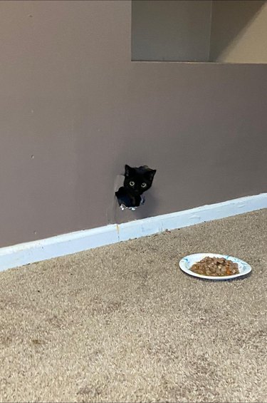 Black cat sticking their head out of a hole in the wall and a plate of dog food on the floor.