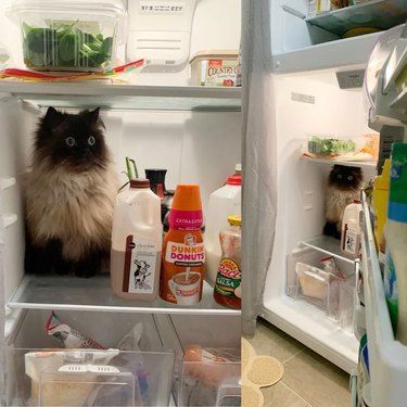 Wide-eyed and longhaired cat sitting in fridge.
