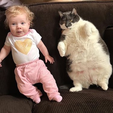 fat cat and baby