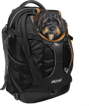 Dog inside backpack