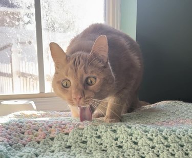 Ginger cat licking a knitted blanket.