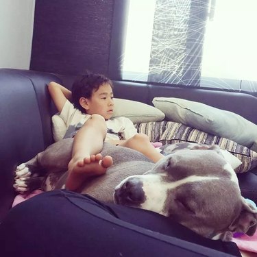 boy cuddling with pit bull