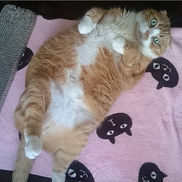 big cat sleeping on blanket