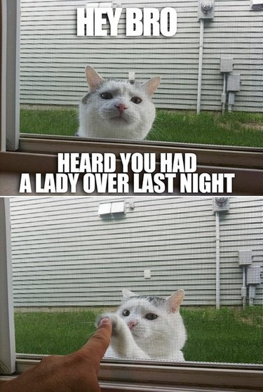 Cat giving a high five through a window with the caption: "Hey bro, heard you had a lady over last night."