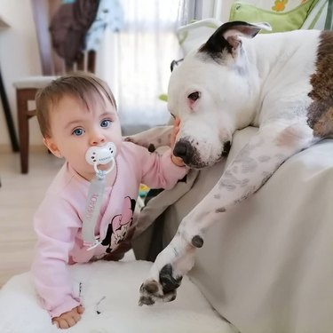 baby and pitbull