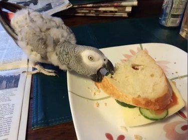 bird stealing sandwich