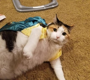fat cat can't fit in cape