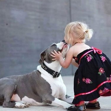 girl kisses pitbull