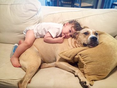 girl sleeps on pit bull