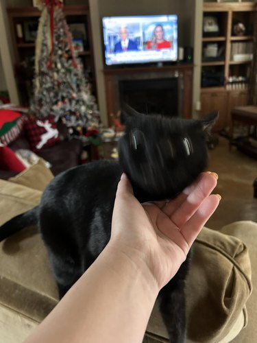 Black cat shaking head fast, creating a blurry face that is being held by a person's hand that is in focus.