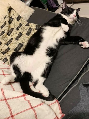 Tuxedo cat sleeping on their back on a chair.