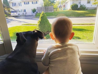 baby and pitbull stare out window