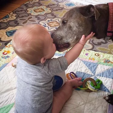 child kisses sweet pitbull dog