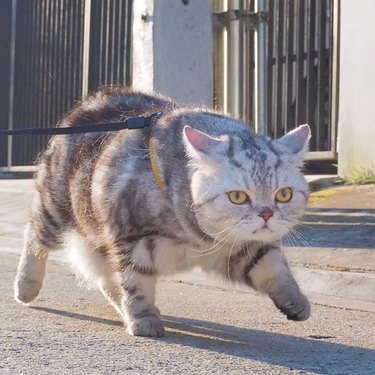 chubby cat on leash