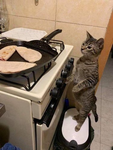 Cat standing on a lidded garbage can and "cooking" tacos.