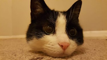 A close-up of a cat's head obscuring the rest of its body, creating an illusion.